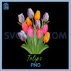 Beautiful Pink White Purple and Yellow PNG, Tulips flowers PNG
