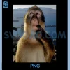 Funny Thinking Monkey Meme PNG, Curious Ape Brainrot PNG