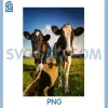 Funny Tuxedo Cat PNG, Selfie with Cows Farm PNG, Field Animal PNG