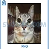 Silly Staring PNG, Cat Meme PNG