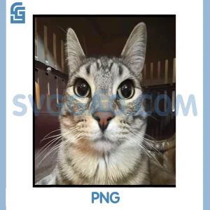 Silly Staring PNG, Cat Meme PNG
