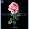 Pink Rose Flower Illustration PNG, Elegant Floral Botanical PNG 1 Pink Rose Flower Illustration PNG, Elegant Floral Botanical PNG
