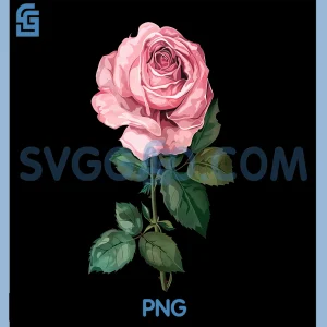 Pink Rose Flower Illustration PNG, Elegant Floral Botanical PNG